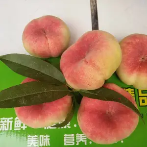 ë����۸� ���Ļ�����ѩë������ 18��������