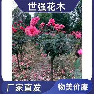 ��ɫ�¼��������� ���ᱭ״����Ũ���ڻ��׳ɻ�