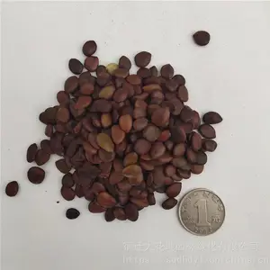 �����²�ժ��ľ���� Ұ�������� ��ѿ*** �۸���� ***