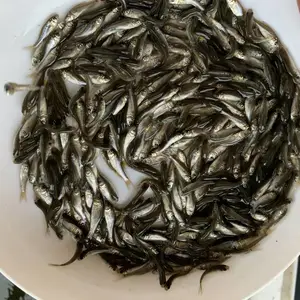 鲮鱼苗,罐头鱼苗