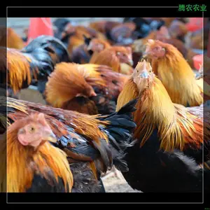 �������ʼ�ʳ��������ũ�����ֳ��������������