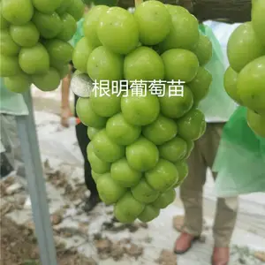 求购阳光玫瑰葡萄苗-阳光玫瑰葡萄苗-根明葡萄苗基地