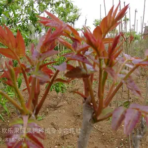红油香椿树苗 盆栽地栽南方北方室内室外四季种植当年食用 红油香春树苖基地直发