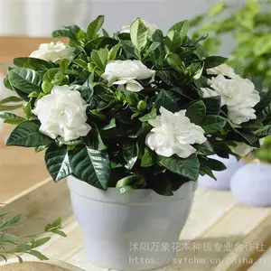 ��Ӧ����ֲ�ﻨ��-�辰���Ƶ�ֲ�����ֲ��軨