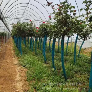 ��׮�¼� ���� ��״�¼��߸˶��˼޽���������