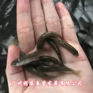 �Ĵ��������������������㽭�����л������������