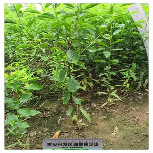 ��Ӫ��������Ʒ�� ����������� 5�����������繩Ӧ