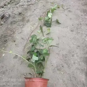 爬山虎杯苗地苗基地 爬山虎绿化工程苗基地 爬山虎产地批发