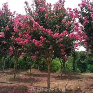 ������ޱ������ ���ֻ��� �ؾ�5-10��������ޱ�Բ����� ��Ǯ����