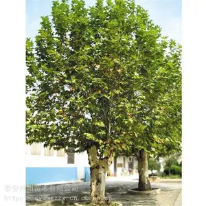 8���ַ�ͩ �۸�һ�� ˧�� ��ֲ���� ��ͩ ��������