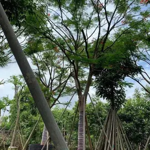 ���Ϸ��ľ���س��۸��ֹ����ľ���컨�����۸�ʵ��