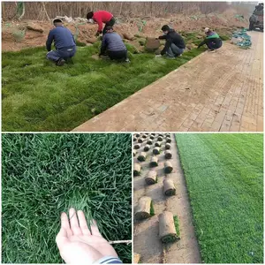 ��Ӧ����������ƺ-���ܲ�ƺ-��Ĳ��ƺ-������ƺ-������ƺ