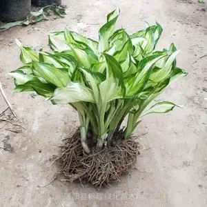 玉簪花 金边玉簪 花叶观赏植物 林下植被 花径及盆栽观赏 园林庭院美化