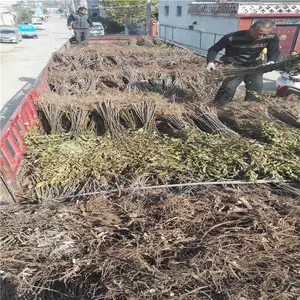 ��ׯũҵ�����㴻������������㴻������ؿ�ʳ�㴻��