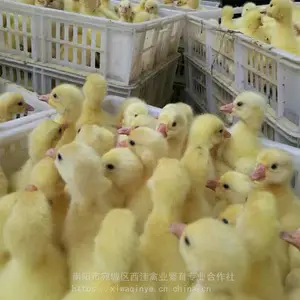 平顶山鹅苗孵化场