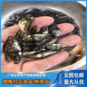 ��ֳ������Ʒ��***-�Ʒ������ ����������������