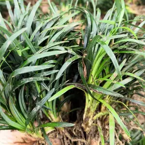 玉龙草 别墅庭院绿化用的矮小沿阶草 日本矮麦冬 树下耐荫免修剪草种