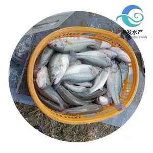 鲈鱼苗种培育 大口黑鲈鱼苗吃料猛 附近鱼苗场供应 成品收购