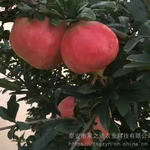 红宝石石榴苗出售、红宝石石榴苗种植管理