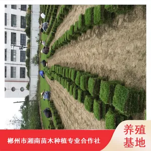 台湾二号马尼拉草皮_冷季型成活***草皮_江西小区绿化草皮大量批发