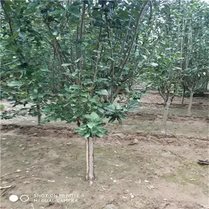 �������� ��ӭ�ɹ� ˧��ũҵ ���ͷ�������3���ֶ��������