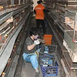 土鸡苗青年土鸡苗防疫管理重要性