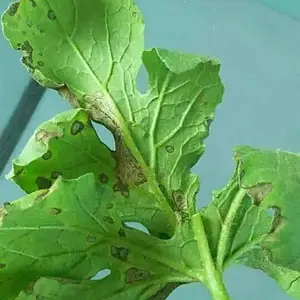������2%����ù�����񲡵������ǰ߲�������������ɱ����
