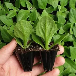 冰菜苗非洲冰菜苗水晶冰菜苗冰草苗