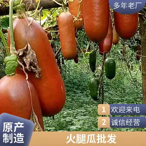 既是瓜果又是蔬菜的功能性果蔬 基地直供香茹蜜种子