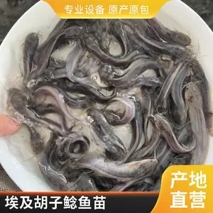 塘鲺鱼苗 塘鲺水花苗批发 春秋季出苗 常年现货承接大批量鱼苗订单