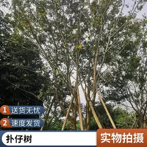 ֦��Ҷï 60-90�������Դ������� ������·�̻�������ֲ��