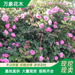 �໨�޴�Ǿޱ �д� ���� �ٱ��¼�������ֲ�� ǽ������ۻ��̻�