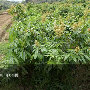 广东高州批发优质荔枝嫁接树苗桂花香荔枝树苗盆栽地栽保真批发实惠
