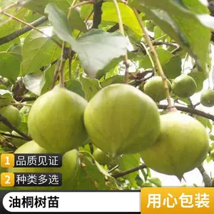 油桐苗批发 基地直供 工业油料植物 外贸品质 易于管理