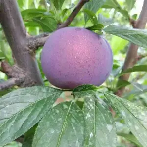风味玫瑰李 风味玫瑰李子苗品种介绍价格