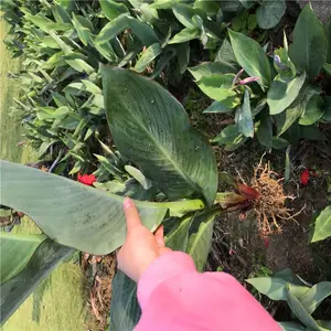 重庆綦江杜鹃小苗一株的价格真诚服务