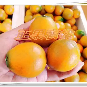 正宗融安脆蜜金柑苗原产地正规苗圃直供全国包邮