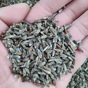 北苍术种子多少钱一斤?朱砂点苍术