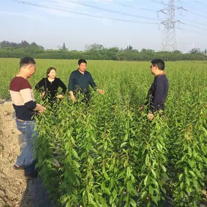 青脆李苗、青脆李苗厂家、青脆李苗修剪目的
