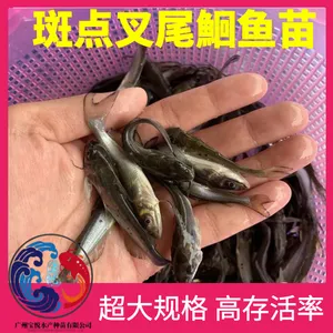 ���β�t���� ���ִ����β�t �Ӳ���ǿ�ɻ�***