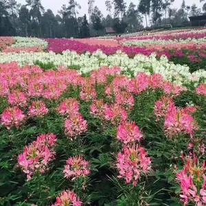 ���۱��ػ���ͨ���ɻ��� ��������ľ�� ����ʯ������