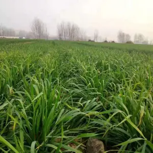 优力盾小麦拌种剂一季无蚜人轻松,从根上解决小麦病虫害