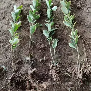 ԰������ֲ�� �ر���� ��߻��� ��ѿ���ͷ�֦��ǿ ��ƶ�