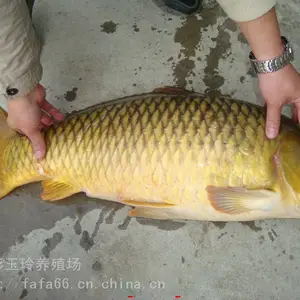 新科水产淡水鱼苗批发 鲤鱼 鲤鱼苗价格 鲤鱼夏花鱼苗批发价格