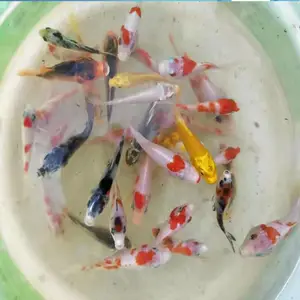 ��ҵ���ʻ��ձ���׽�������_����ˮ������������繩Ӧ��-ɫ�ʰ��