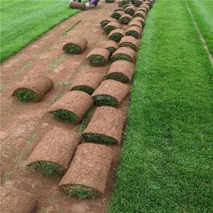 ������ľ����-������ҶŮ��-�̻���ľ�ɹ�