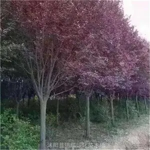���պ�Ҷ����� 4����5����6���ֺ�Ҷ�������***
