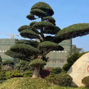 ���������޺��ɳ��۾�����������������Ӧ����ǿ�߳ɻ���