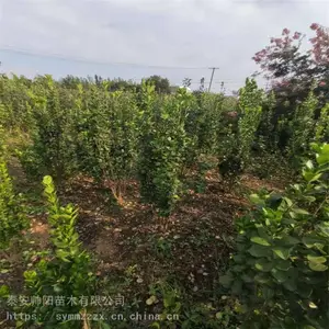 70公分北海道黄杨 零售价格 北海道黄杨 现货充足基地 现货充足基地