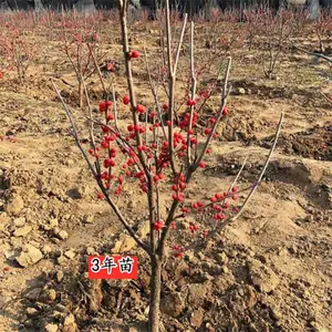 北美冬青的品种特性介绍40、50、60、70公分北美冬青苗